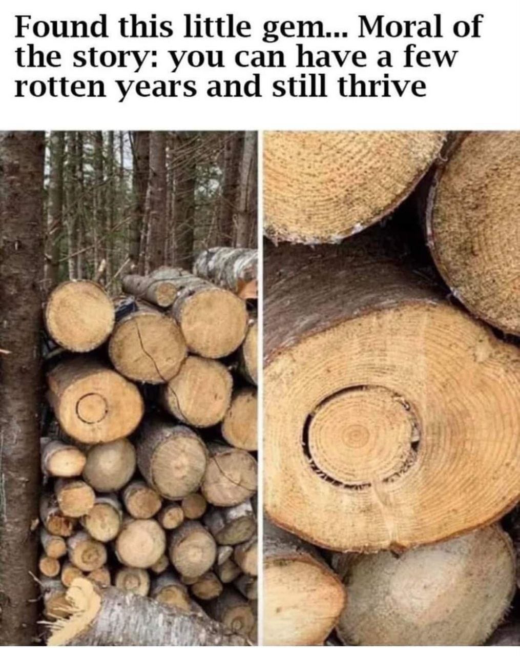 May be an image of lumberyard and text that says 'Found this little gem... Moral of the story: you can have a few rotten years and still thrive'