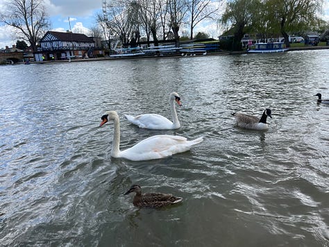 Old Tudor house with wood beams, old windows against a blue sky; swans and ducks on the River Avon; The old public librabry in white and wood Tudor style; The Royal Shakespeare Theatre; The Pen and Parchment pub with sign hanging, windows and flowers
