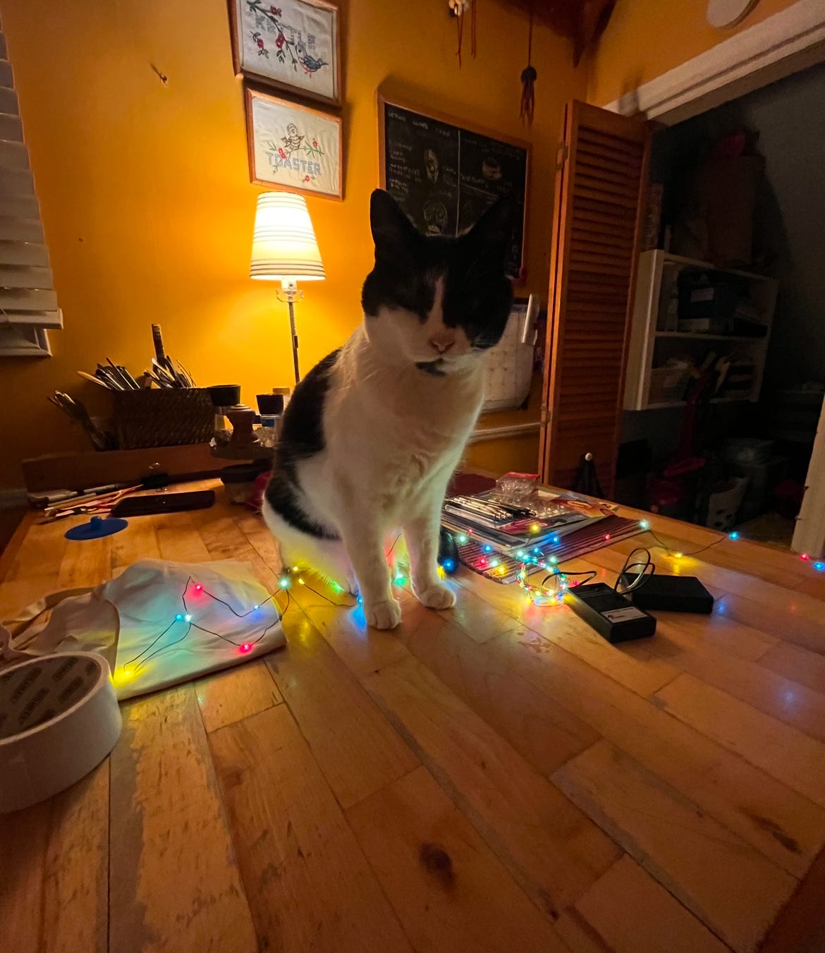A black and white cat sits on our kitchen island counter in a dimly lit room with chrstmas lights around her making her look mysterious