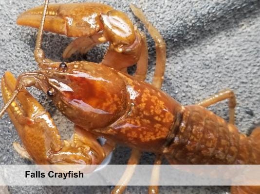 falls crayfish