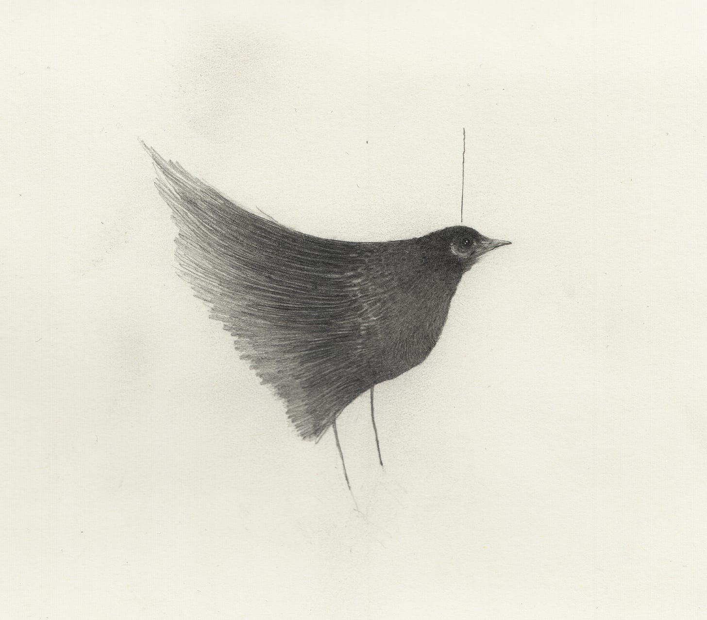 Birds and Letters | Substack