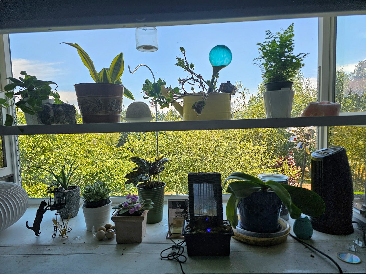 plants in a sunny window