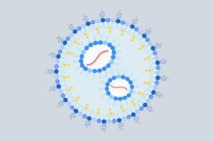 The UCLA-developed nanoparticle has sugars on its surface that target specific cells in the liver (dark blue and pink shapes) and an mRNA payload that encodes for a specific protein fragment (red).