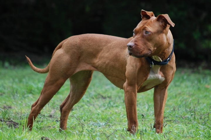 New dog bans in Queensland