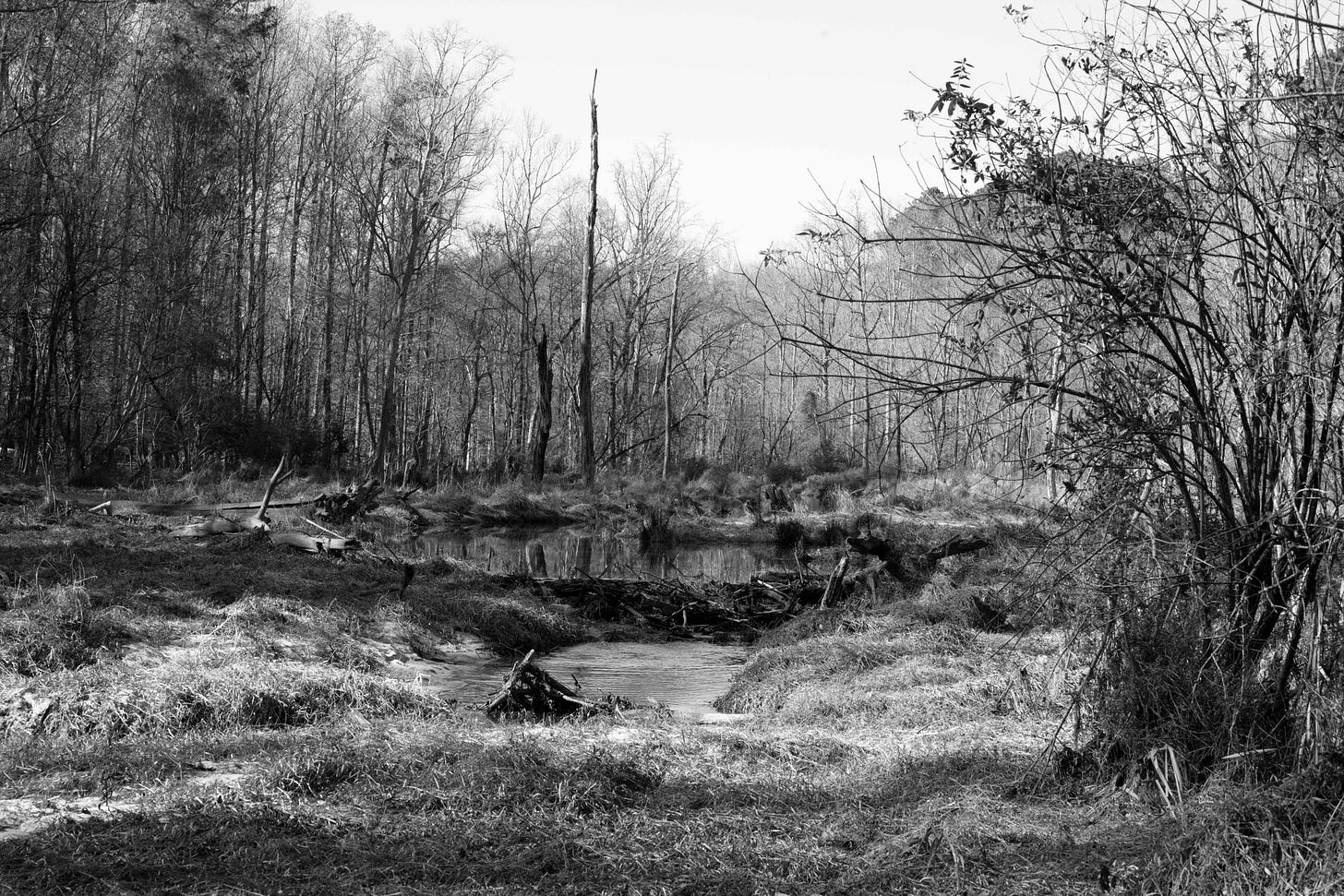 A black and white landscape photo of a wetland with bare trees and lots of dry, long strands of grass and other dormant plant matter draped on the ground and piled up in clumps, surronding a pond with a small cascade of water over rocks.