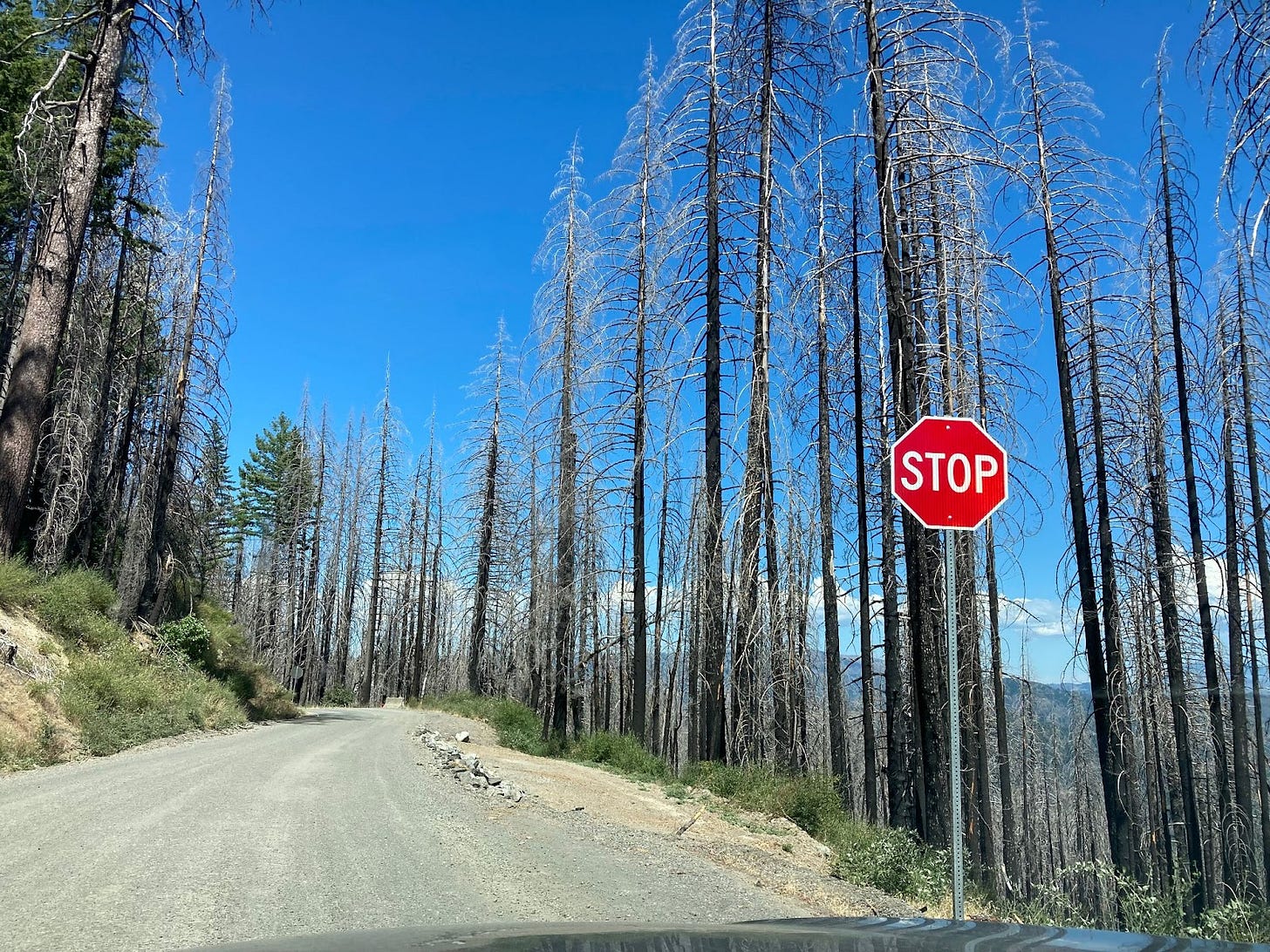 A mountain road with broken asphalt and dead trees