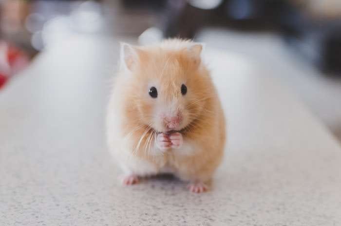 Vienna’s graveyards are full of hardcore hamsters