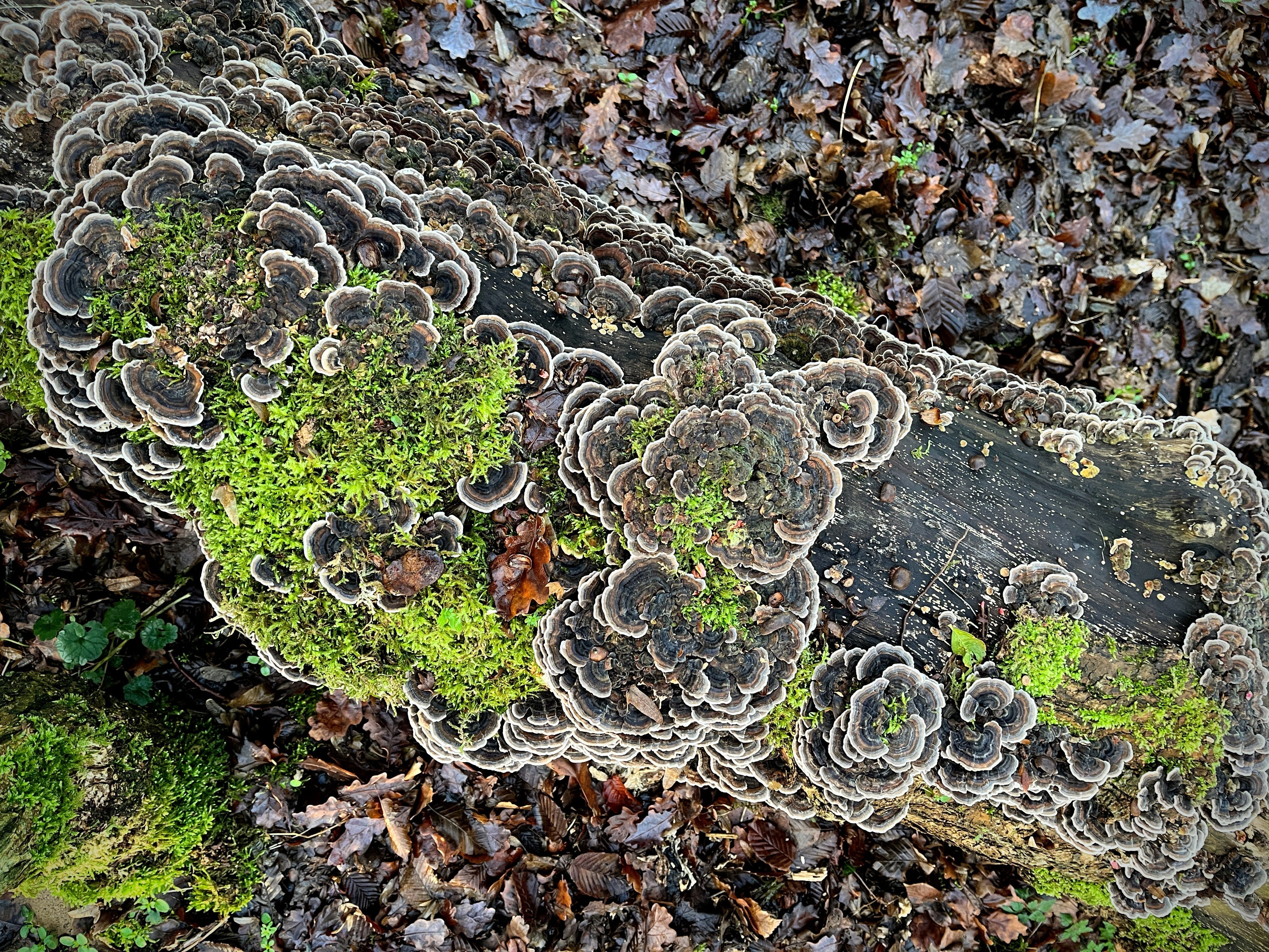 TRACY  UNPUBLISHED TUNES　FUNGUS a1394263464_10.jpg