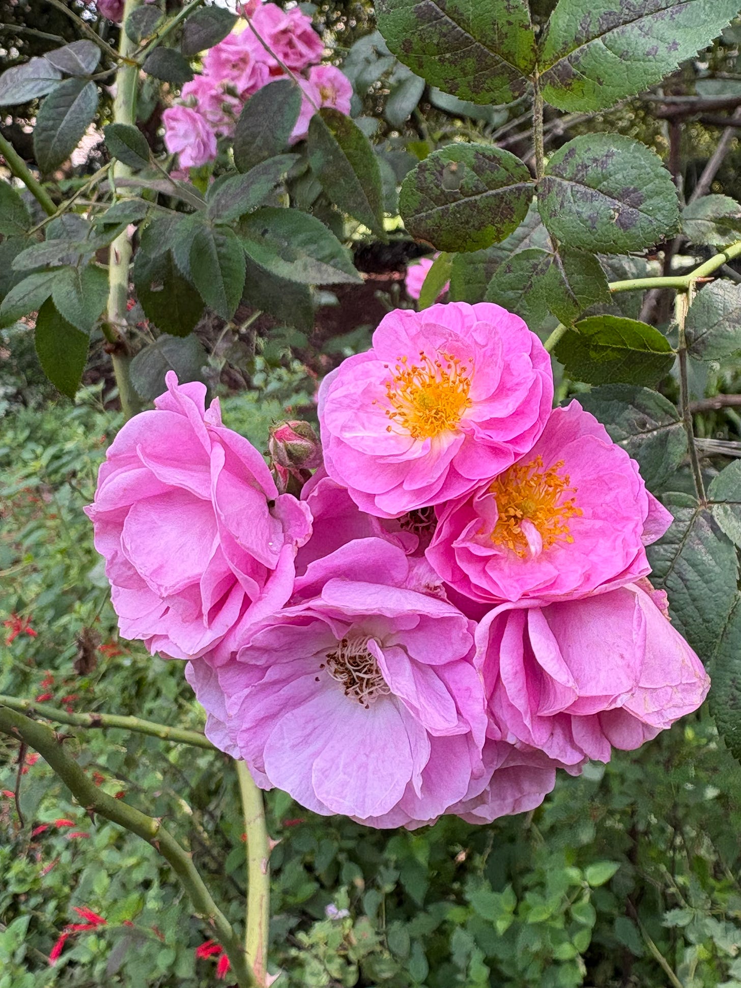 cluster of pink roses