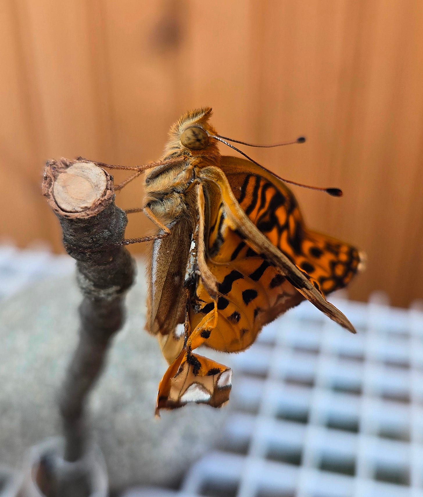 Zap, the Great Spangled Fritillary butterfly with crumpled wings.