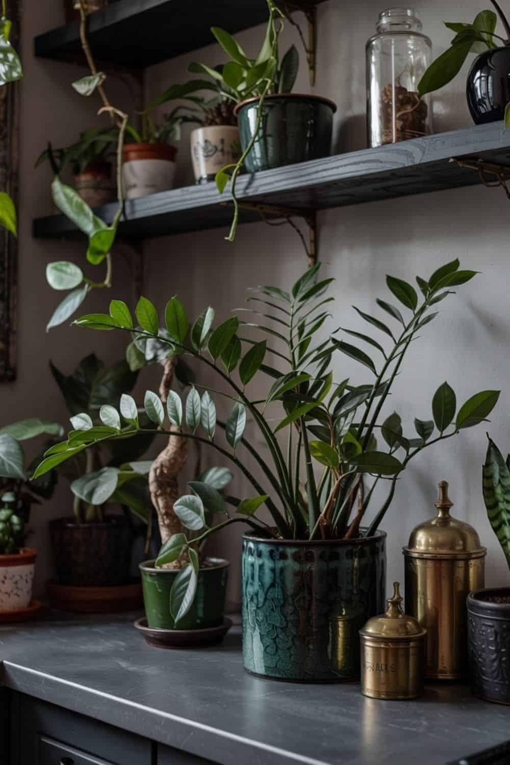 a table scape full of indoor plant care with roots and dark moody shadows. a table scape full of indoor plant care with roots and dark moody shadows.