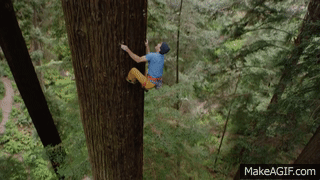 Tree climber climbing up a large Redwood