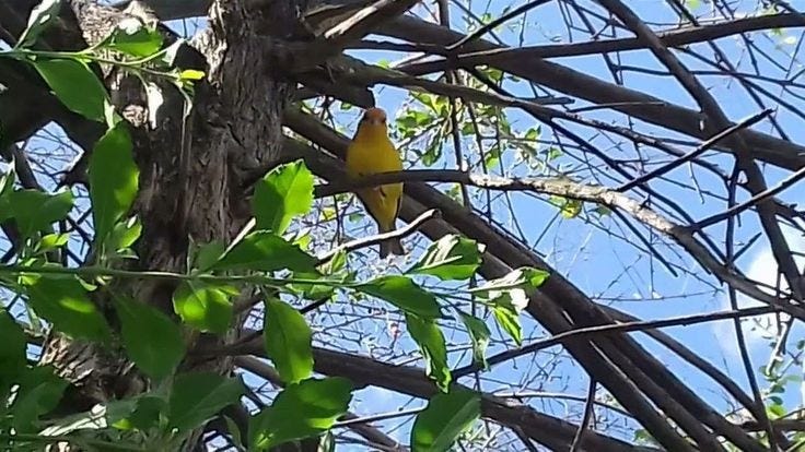 Canário-da-terra na natureza