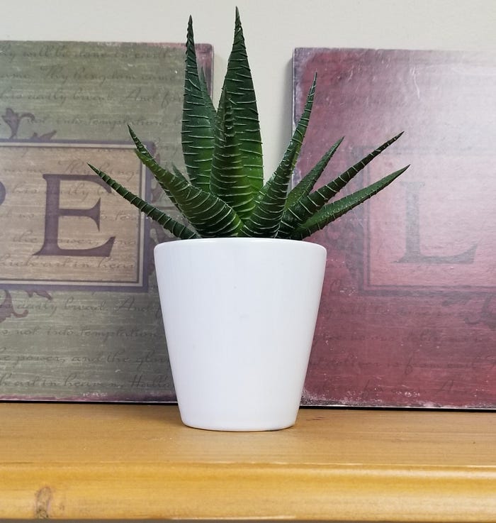 Plant on a shelf