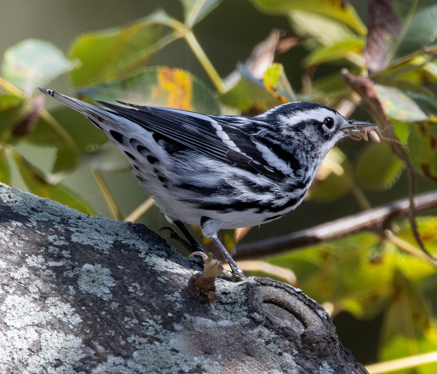 a black and white warbler (bird) perches on a tree limb with an insect in his mouth