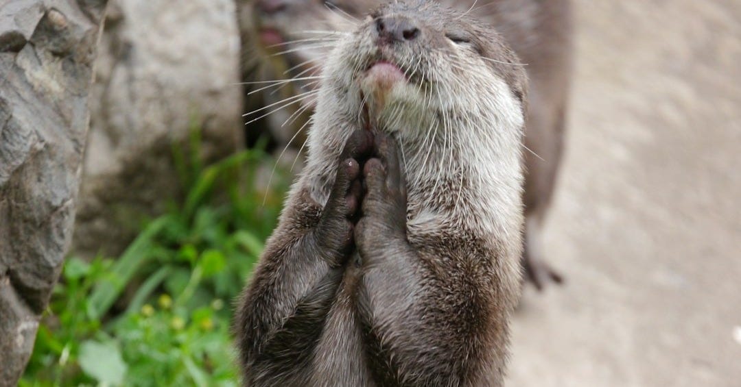 A small otter standing on its hind legs