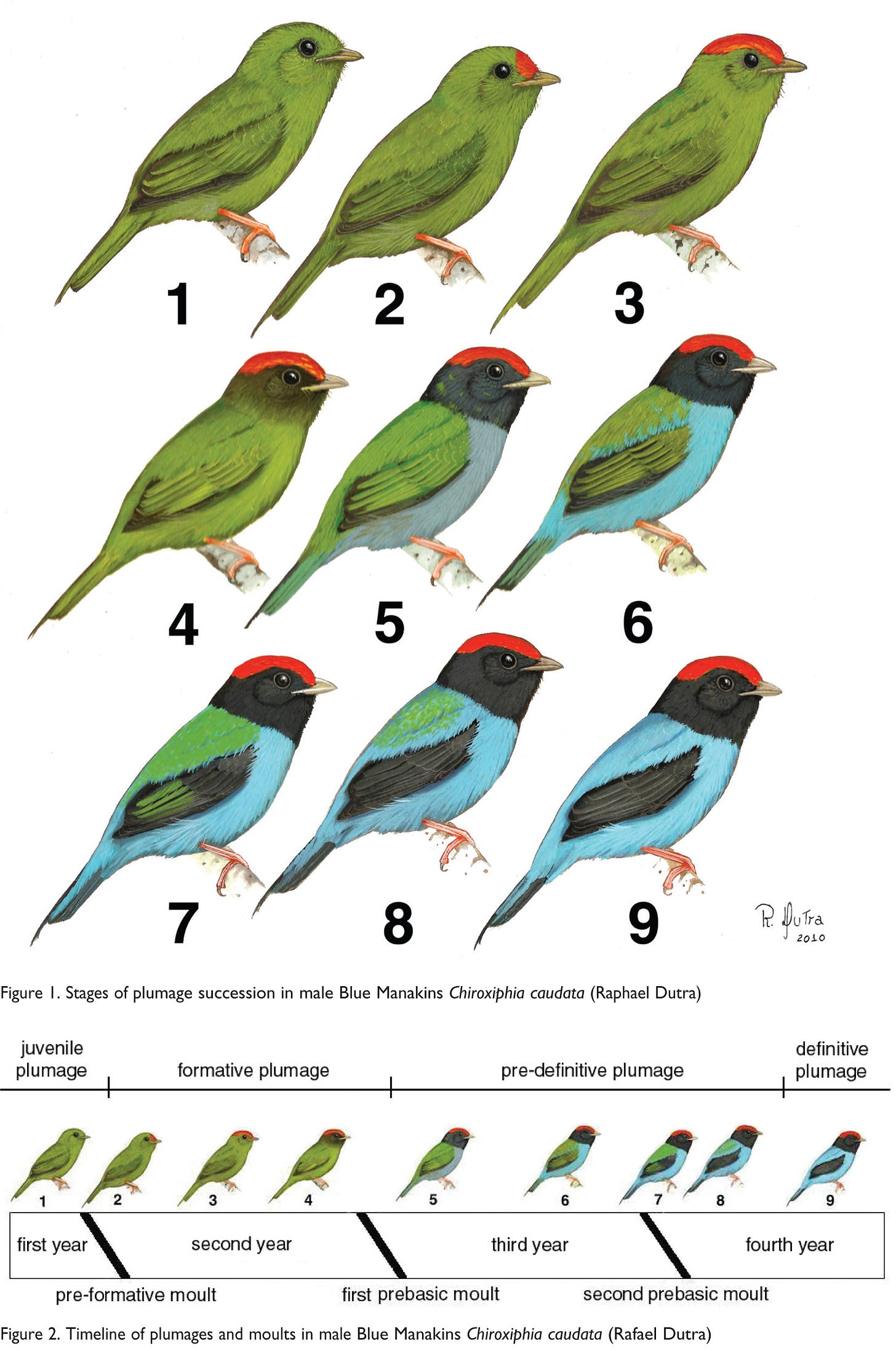 Graphic with a series of plumage coloration of the lance-tailed manakin, starting with all green to developing a red crest, to changing head and wing feathers to black, and finally the remaining green feathers transitioning to bright blue.  It is a series that takes four years to complete.
