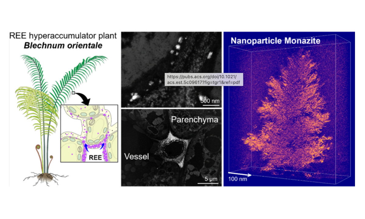 Blechnum orientale Photo: Courtesy of the Guangzhou Institute of Geochemistry, Chinese Academy of Sciences