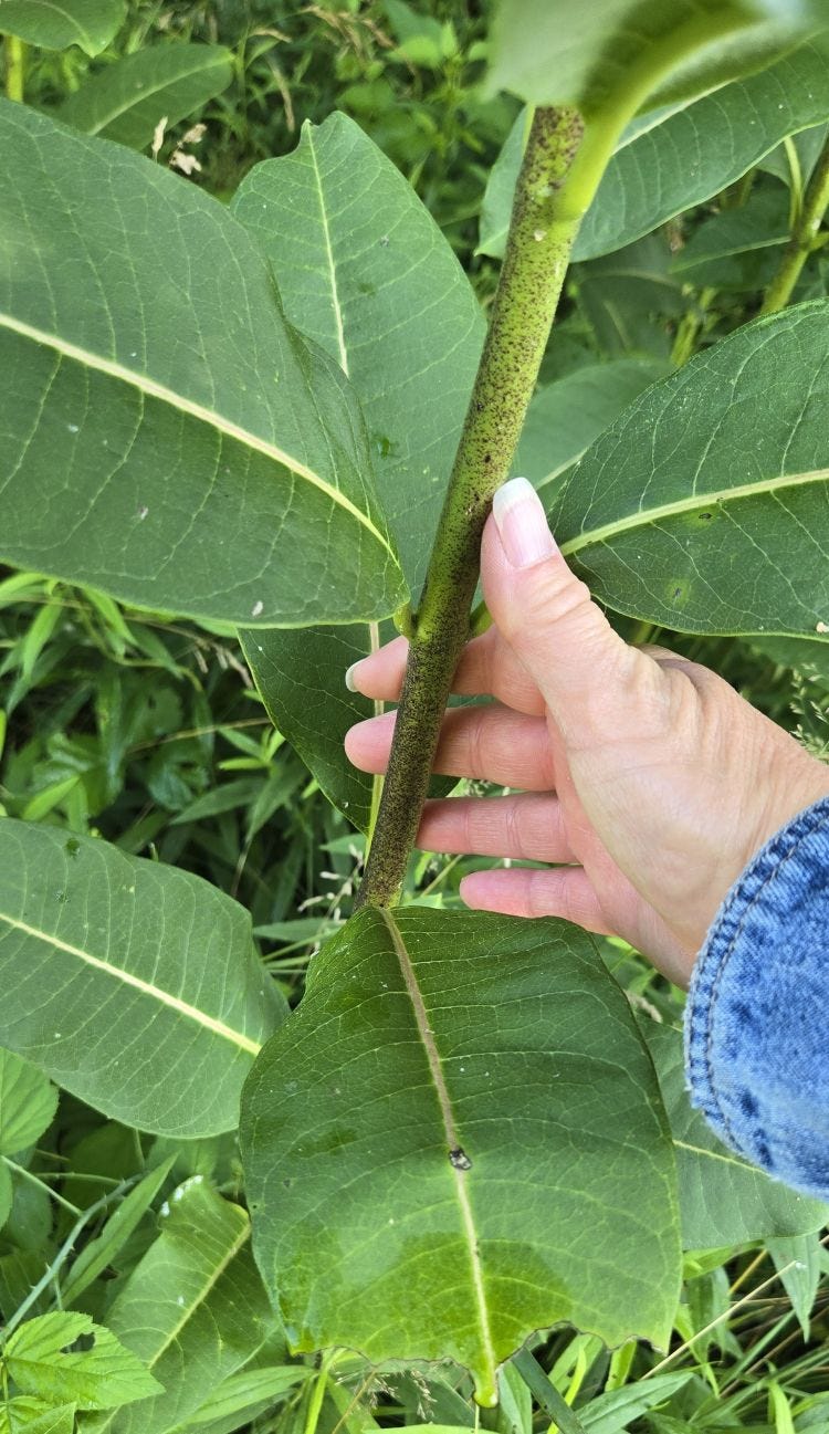 Milkweed Anatomy: Part 1, The Stem - by PeacockHomestead