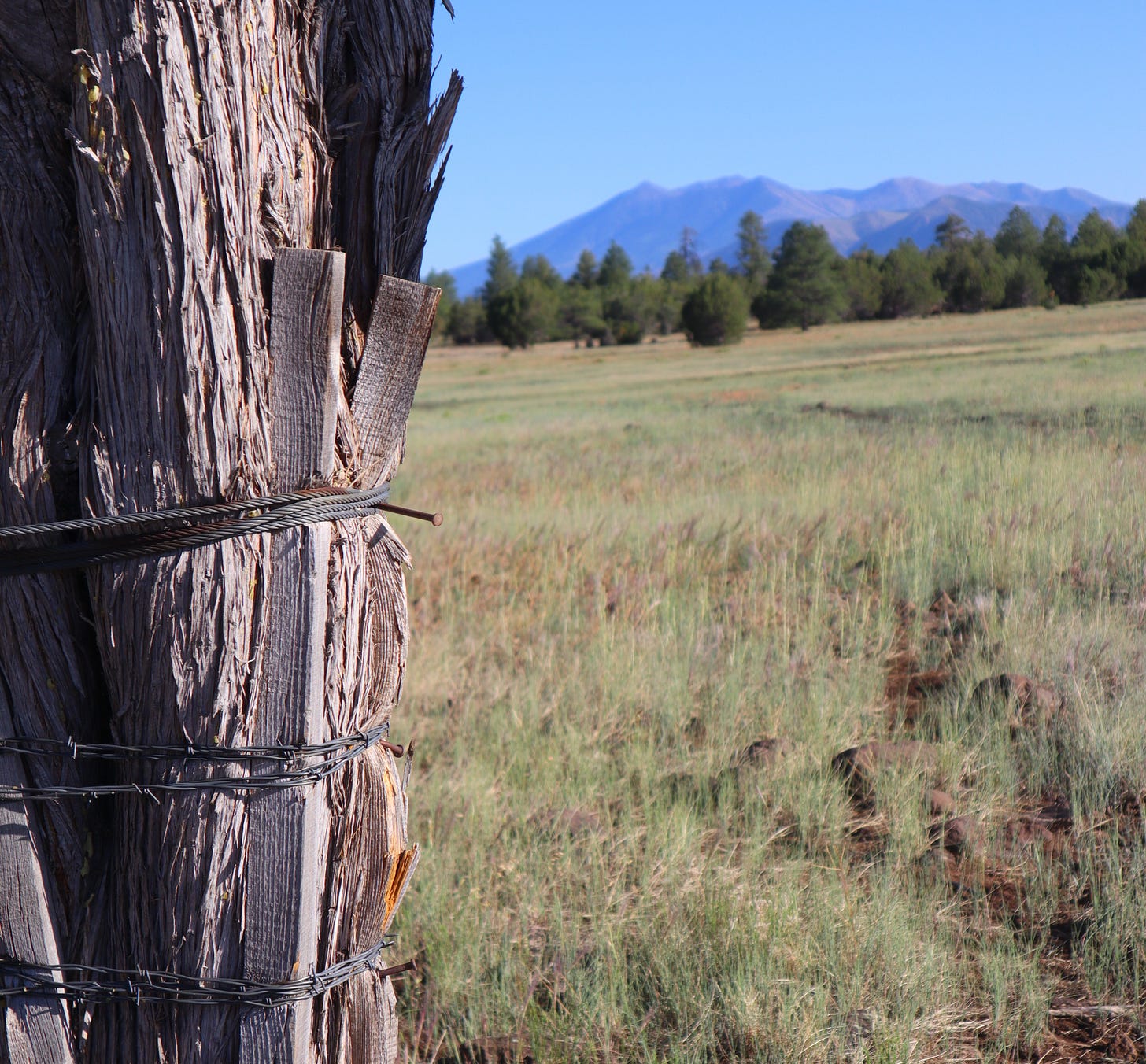 a tree bound with wires and stakes with the mountains in the background