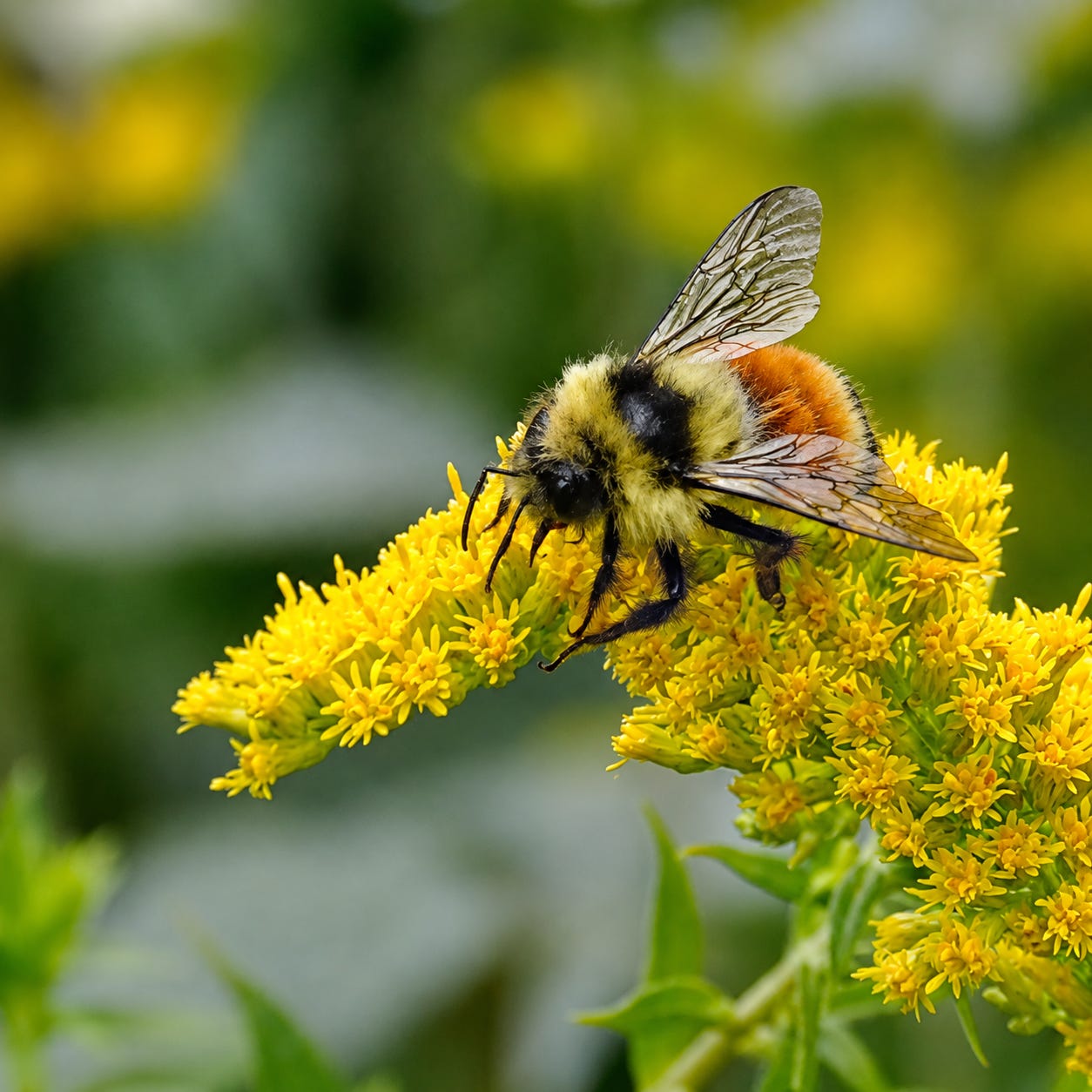 Tricolored Bumble Bee Tricolored Bumble Bee