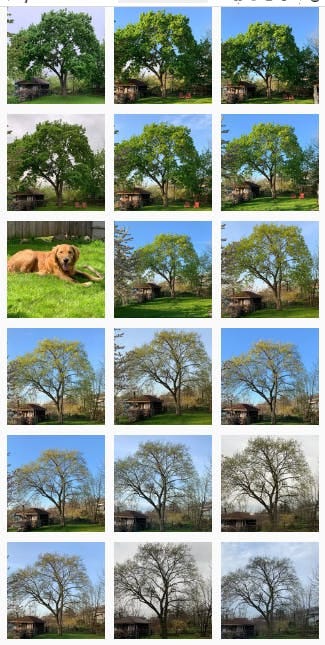 Instagram photos of my backyard