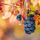 Wine Chronicles: Wine Knowledge Has No Finish Line
