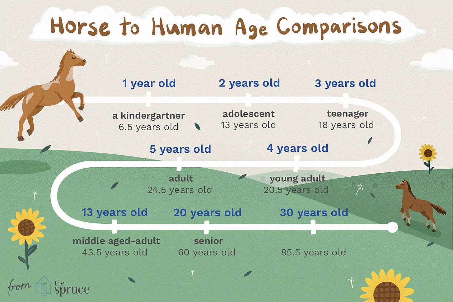 Horse to Human Age Comparisons
