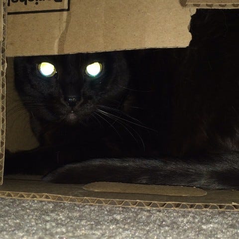 Gizmo_Weaponized_Box_Cats'_Eyes_Glow Gizmo_Weaponized_Box_Cats'_Eyes_Glow