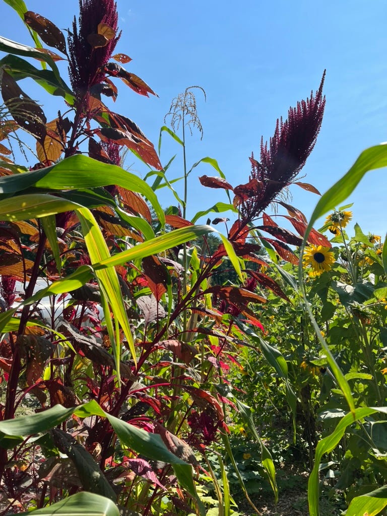 Close-up of crimson-colored amaranth stalks with yellow sunflowers behind them, and a bright blue sky
