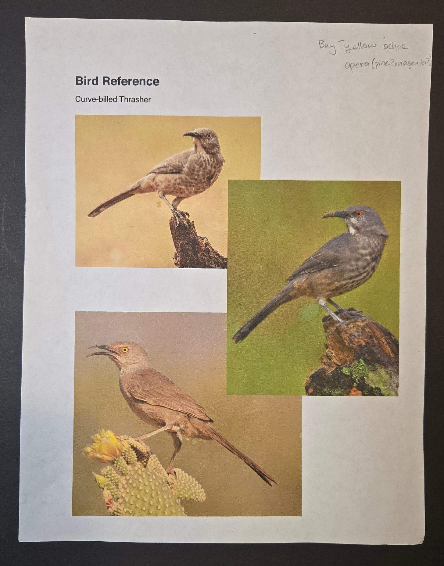 Reference sheet showing three photographs of a curve-billed thrasher perched on branches and cactus, used for bird painting studies.