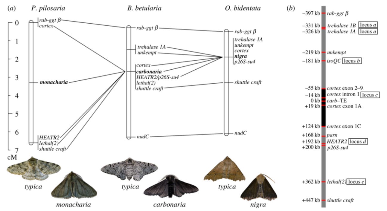 Industrial Britain’s Black Moths: One Gene Can Darken Them All