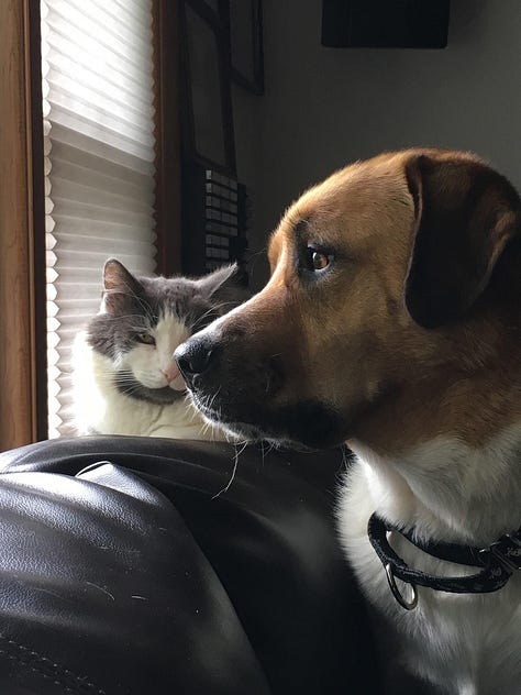 Newman with the various pets
