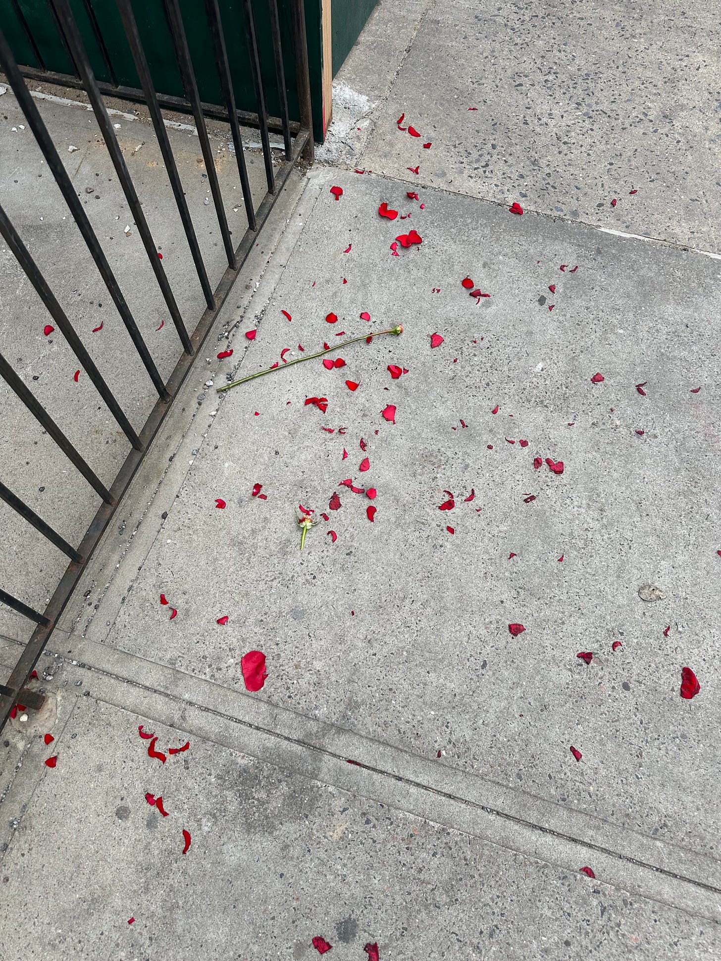 A rose torn apart in the street