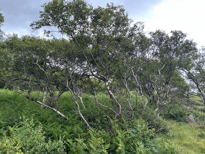 Small trees bending sideways due to wind exposure