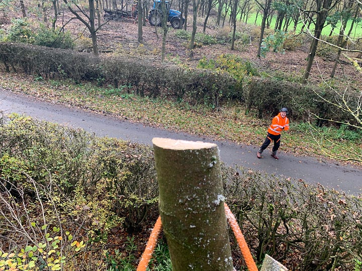 A small tree for mankind, a giant step for Jamie