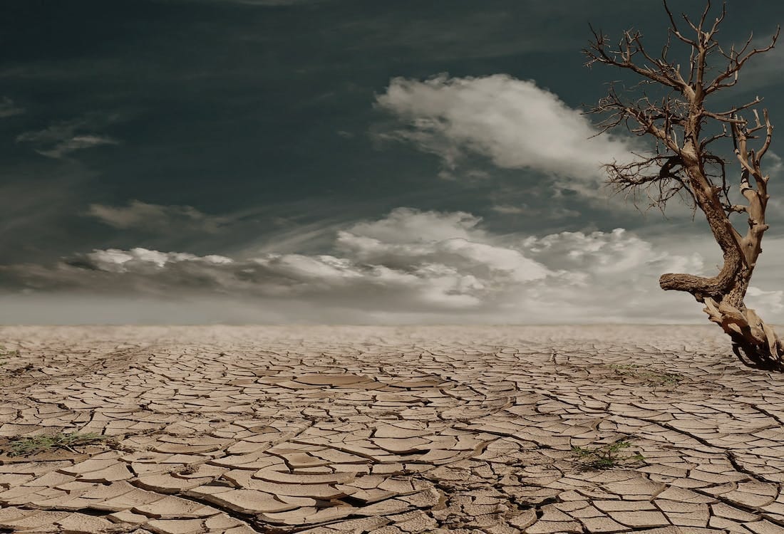Photo of a cracked, dry desert wasteland with a dead tree to the far right