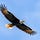 Eagle Eye Astrology