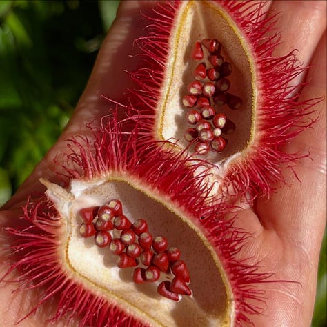 achiote tree, fruit, seeds, liquid dye from seeds, in pot with chocolate, finisher drink in cup