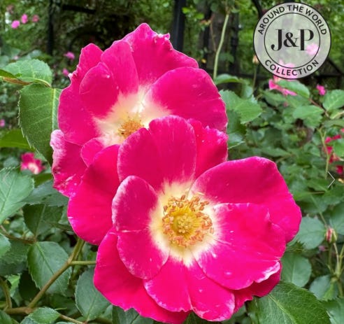 New Roses for 2026 - by Fred Hoffman