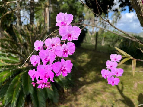 six photos: 1. a passionfruit flower close up 2. four sprays of bright pink orchids 3. A deep red hibiscus flower 4.  a blue bowl with white yogurt, above it is a long, deep wooden spoon with a beige powder 5. a coffee cup with the letter “R” on it with a white circular top. In the centre of the top is a hippo head 6. a view from an interior window looking out an open window which reveals rolling countryside beyond.