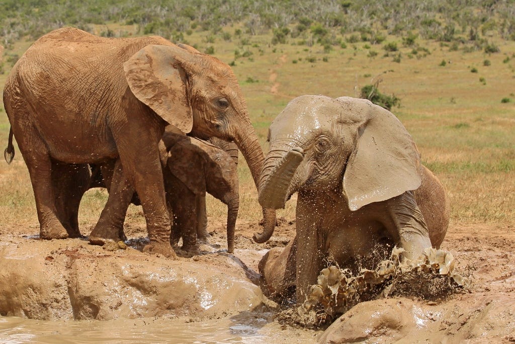 Elephant splash Elephant splash