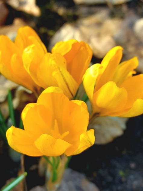 Yellow winter aconites, purple, yellow and white crocuses