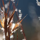 Andropogon: not just Greek to me
