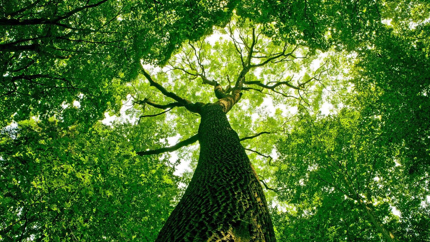 A large tree growing in a forest