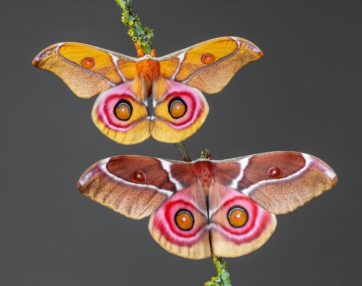 This may contain: two large moths sitting on top of a green plant next to each other with orange and red markings