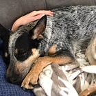 Why does your dog need to do… well, anything?