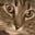 Milly Rowett's avatar