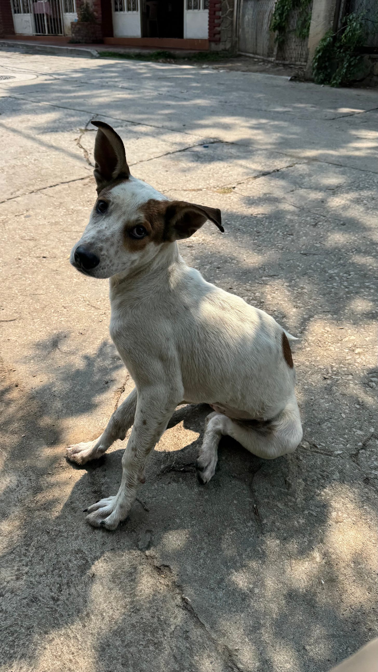 A dog with long ears standing at attention.