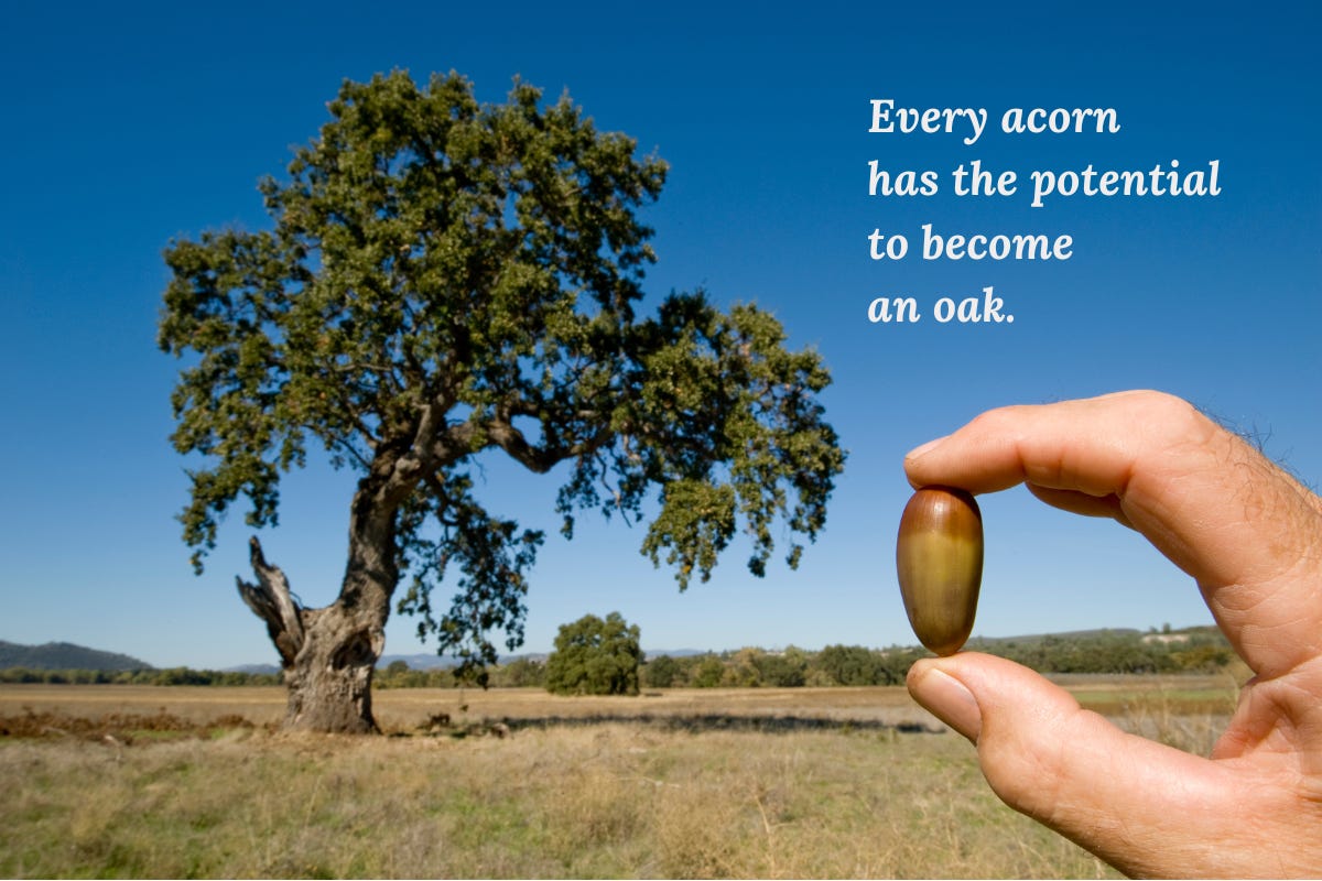 A hand holding an acorn in front of a huge oak tree, with the caption, 'Every acorn has the potential to become an oak.' A hand holding an acorn in front of a huge oak tree, with the caption, 'Every acorn has the potential to become an oak.'